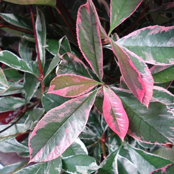 Photinia Fraseri Pink Marble Shrubs A Z Windy Ridge Photinia Fraseri Pink Marble