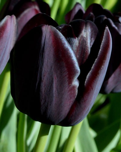 TULIP QUEEN OF NIGHT loose | Tulips | Bulbs | Windy Ridge