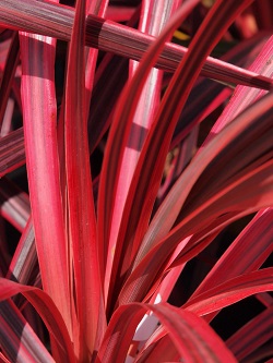 CORDYLINE Salsa | Grasses & Phormiums | Herbaceous | Windy Ridge