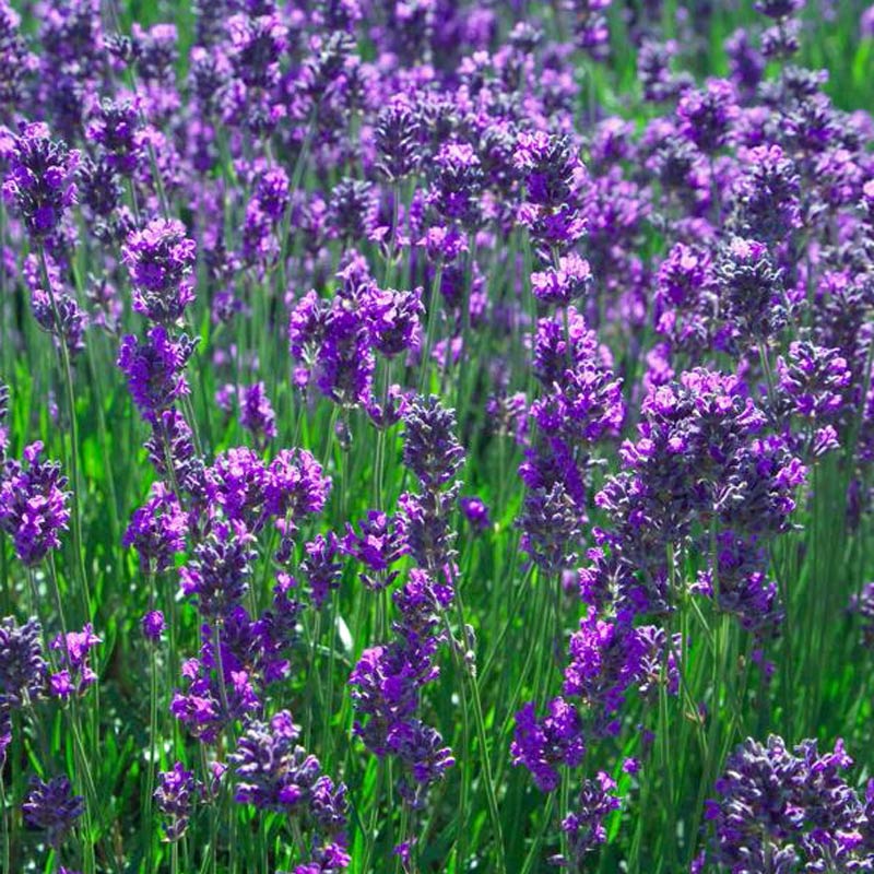 LAVANDULA an. Vera | Lavender | Herbaceous | Windy Ridge