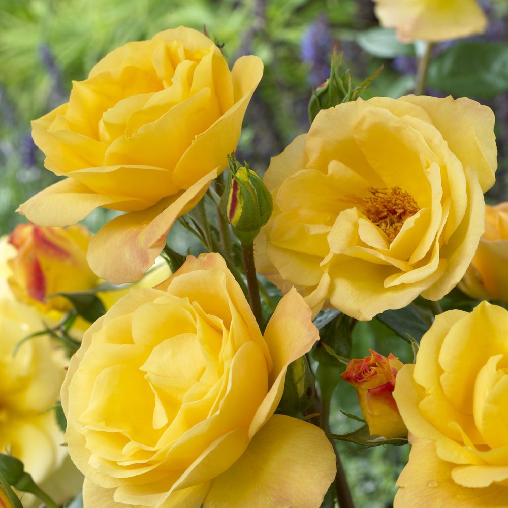 ROSA ARTHUR BELL | Rose Standards | Roses | Windy Ridge