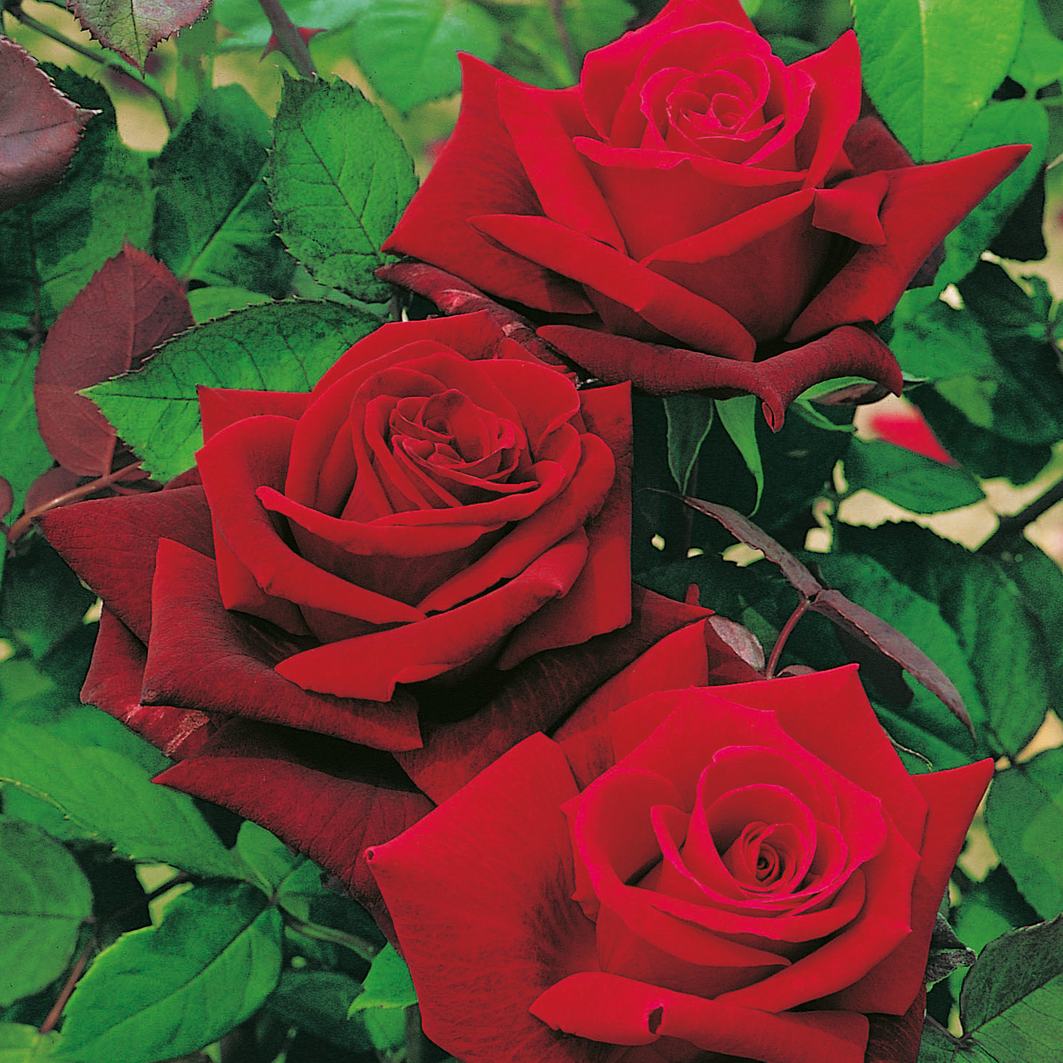 Unbelievable! The Secret Cellular Structure Of Roses Revealed - x2wljca