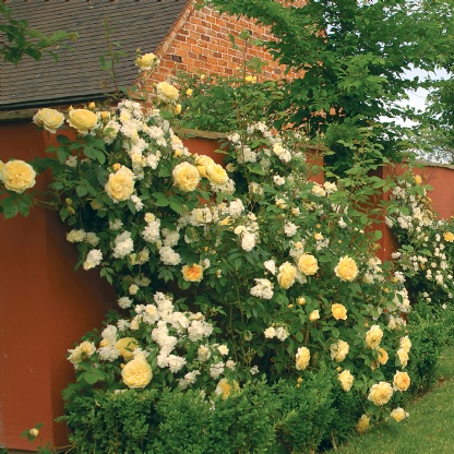 Teasing Georgia Climbing | David Austin Roses | Roses | Windy Ridge