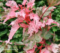 ACER CONSPICUUM RED FLAMINGO | Windy Ridge