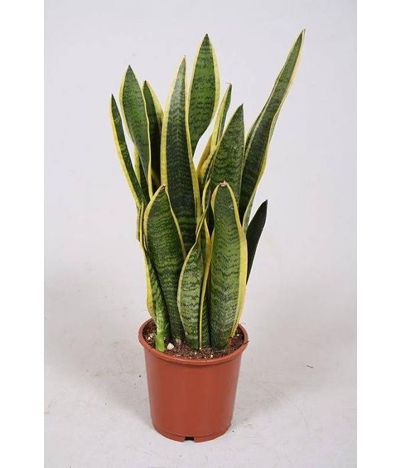 Sansevieria trif. Laurentii | Foliage Plants | Indoor plants | Windy Ridge